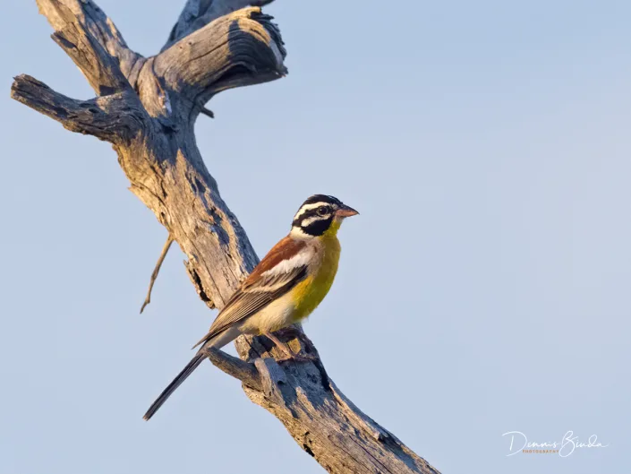 Golden-breasted Bunting - Fringillaria flaviventris - Acaciagors