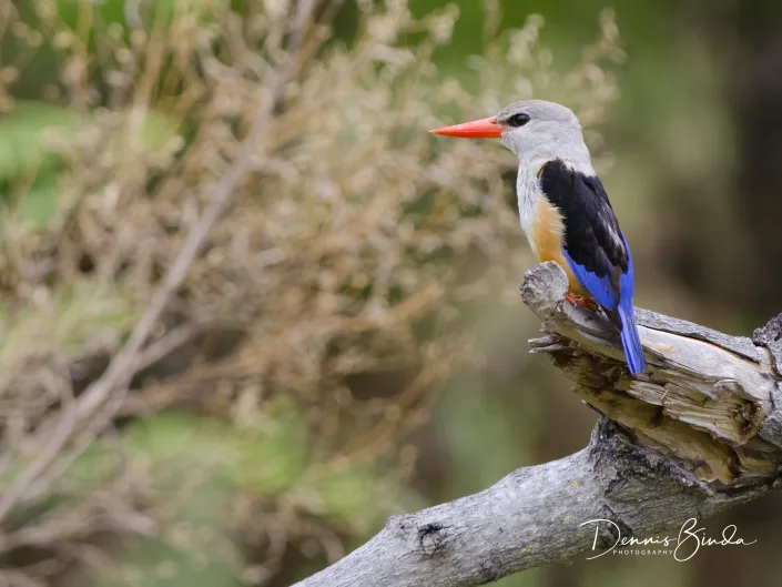 Gray-headed Kingfisher , Grijskopijsvogel op een afgebroken tak