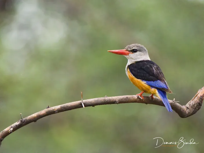 Gray-headed Kingfisher - Halcyon leucocephala - Grijskopijsvogel