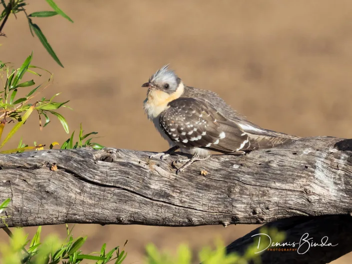 Great Spotted Cuckoo - Kuifkoekoek - Clamator glandarius