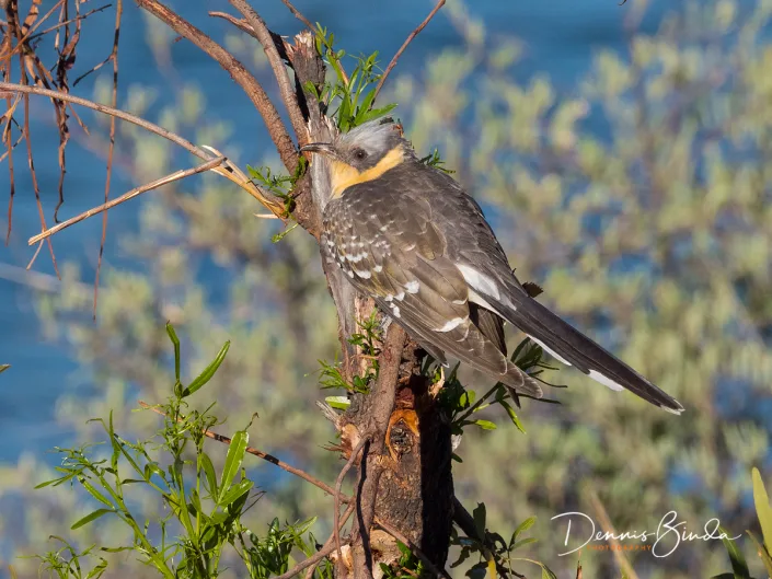 Great Spotted Cuckoo - Kuifkoekoek - Clamator glandarius