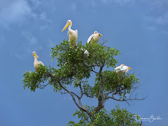 Great White Pelican - Pelecanus onocrotalus - Roze Pelikaan
