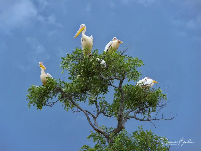 Great White Pelican - Pelecanus onocrotalus - Roze Pelikaan