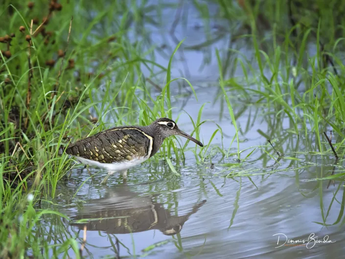 Greater Painted-snipe - Rostratula benghalensis - Goudsnip