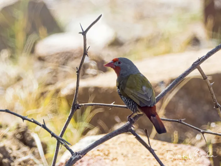 Green-winged Pytilia - Pytilia melba - Melba-astrild