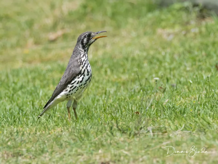 Groundscraper Thrush - Psophocichla litsitsirupa - Acacialijster