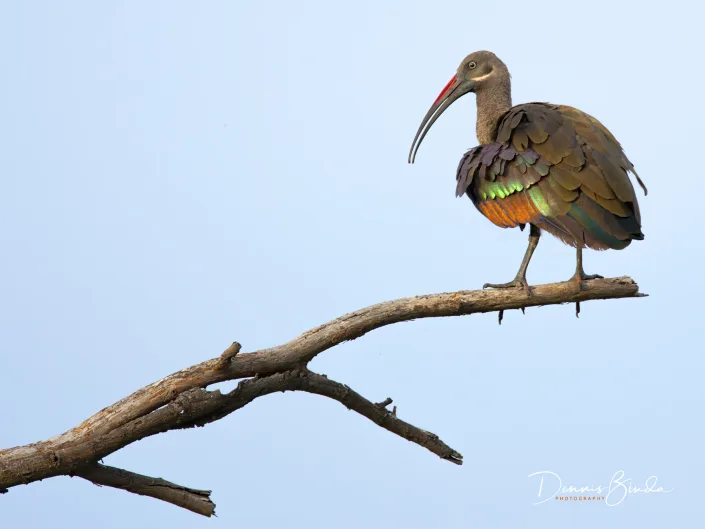 Hadada Ibis - Bostrychia hagedash - Hadada Ibis