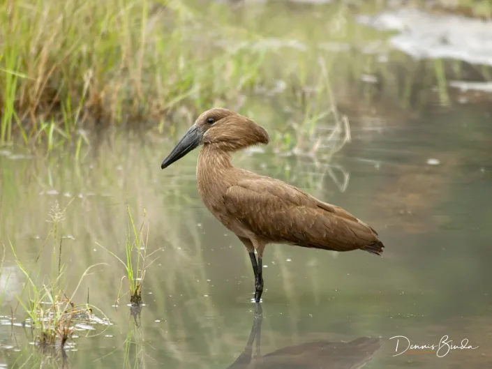 Hamerkop - Hamerkop - Scopus umbretta