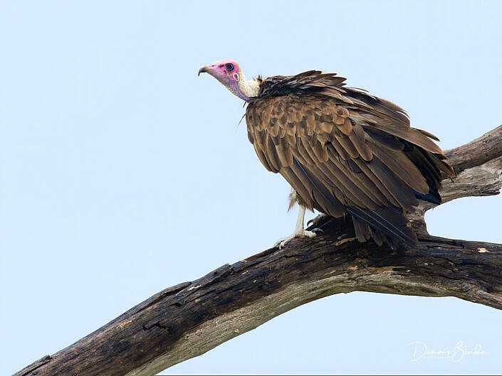 Hooded Vulture - Necrosyrtes monachus - Kapgier