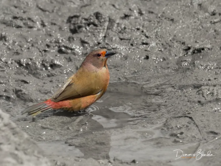 Jameson's Firefinch, Roze Amarant in the mud