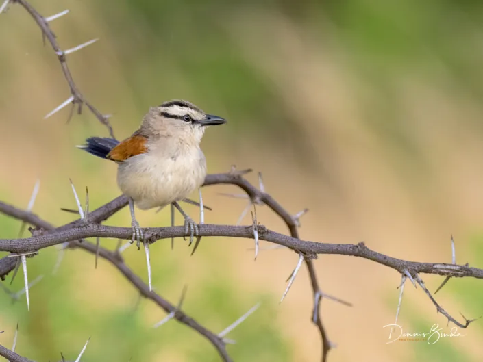 Kalahari Scrub Robin - Cercotrichas paena - Kalahariwaaierstaart