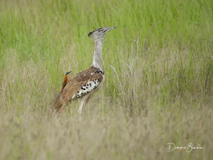 Kori Bustard - Ardeotis kori - Koritrap
