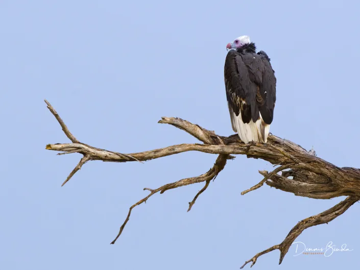 Lappet-faced Vulture - Torgos tracheliotos - Oorgier
