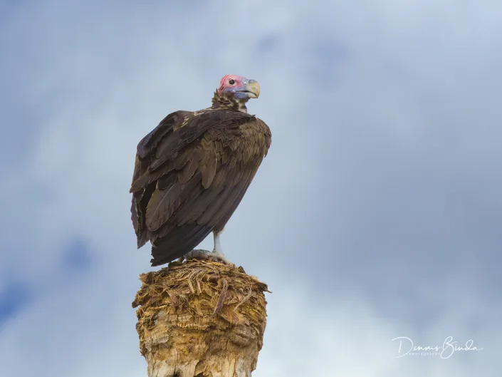 Lappet-faced Vulture - Torgos tracheliotos - Oorgier
