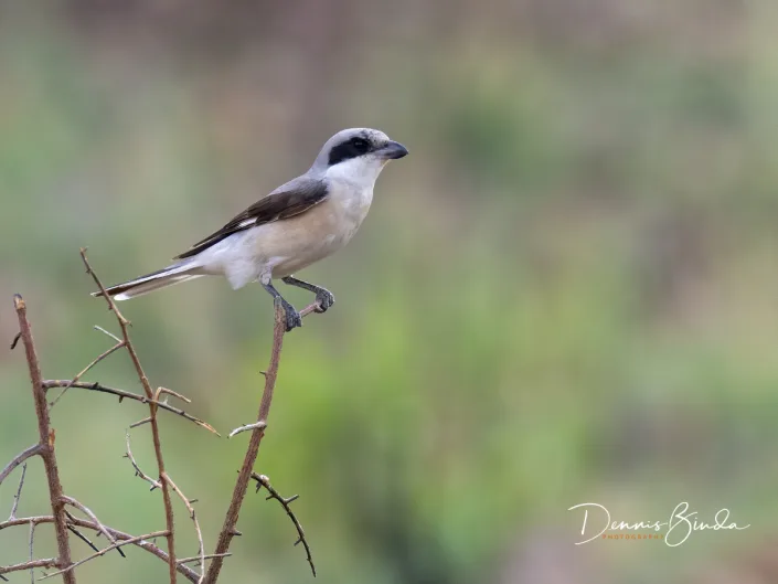 Lesser Gray Shrike - Lanius minor - Kleine Klapekster