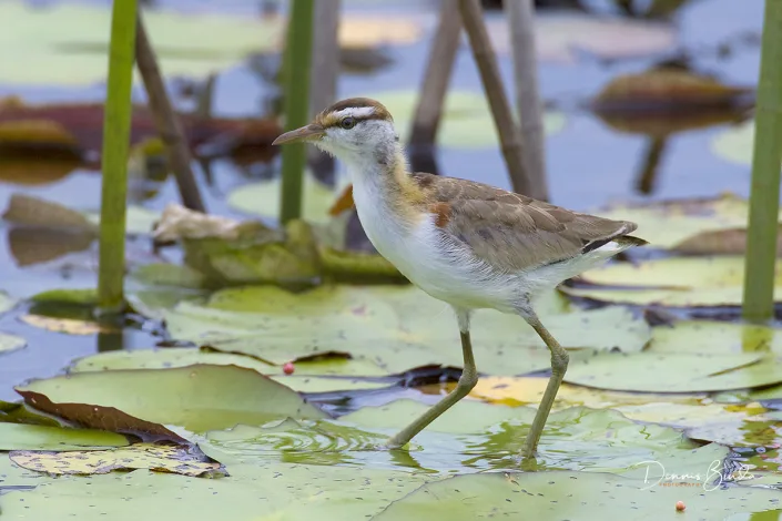 Lesser Jacana - Microparra capensis - Dwergjacana
