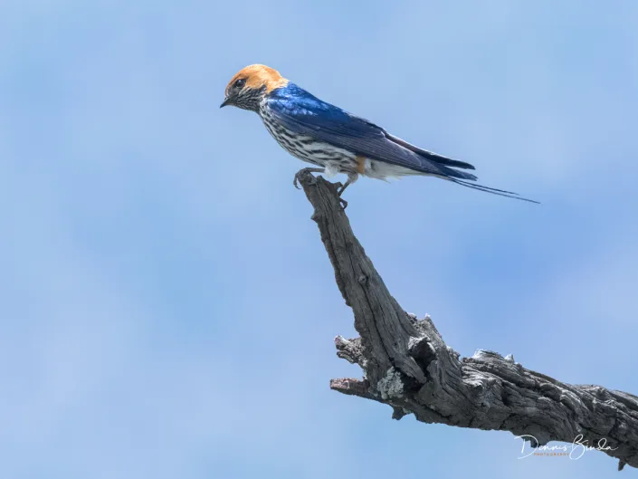 Lesser Striped Swallow - Cecropis abyssinica - Savannezwaluw