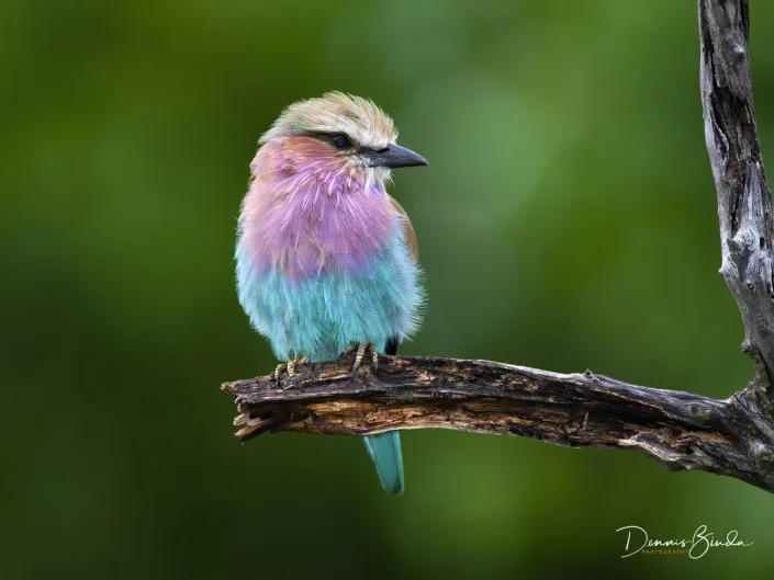 Lilac-breasted Roller - Coracias caudatus - Vorkstaartscharrelaar