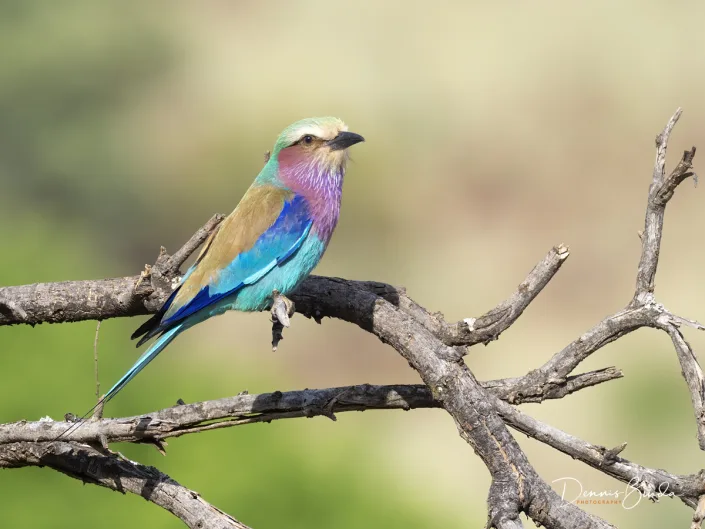 Lilac-breasted Roller - Coracias caudatus - Vorkstaartscharrelaar