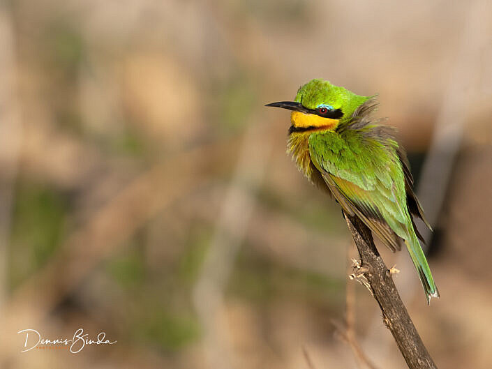 Little Bee-eater - Merops pusillus - Dwergbijeneter