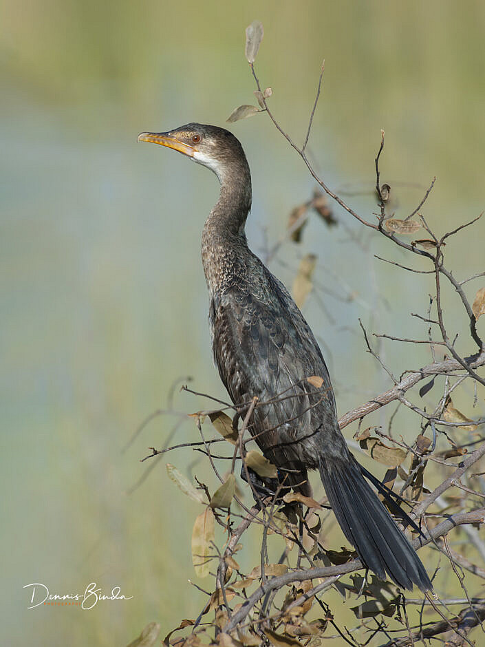 Long-tailed Cormorant - Microcarbo africanus - Afrikaanse Dwergaalscholver
