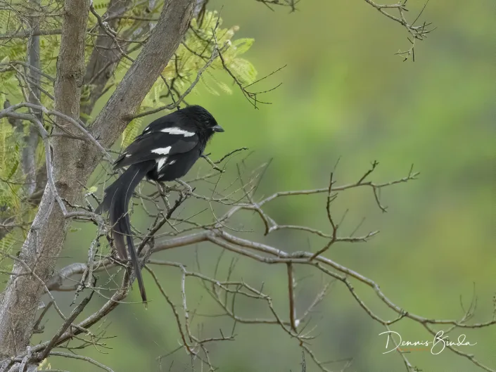 Magpie Shrike - Urolestes melanoleucus - Eksterklauwier