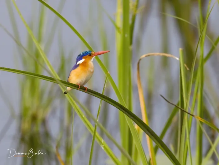 Malachite Kingfisher - Corythornis cristatus - Malachietijsvogel