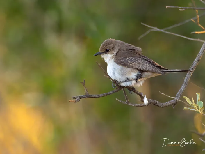 Mariqua Flycatcher - Bradornis mariquensis - Maricovliegenvanger