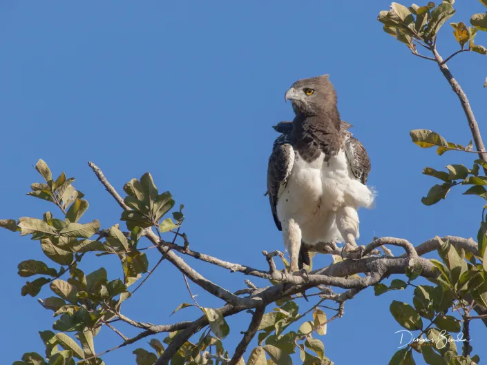 Martial Eagle - Polemaetus bellicosus - Vechtarend