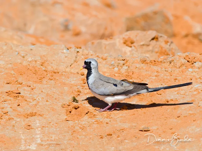 Namaqua Dove, Maskerduif op rode klei