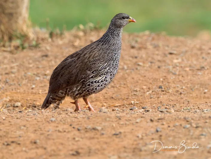 Natal Spurfowl - Pternistis natalensis - Natalfrankolijn