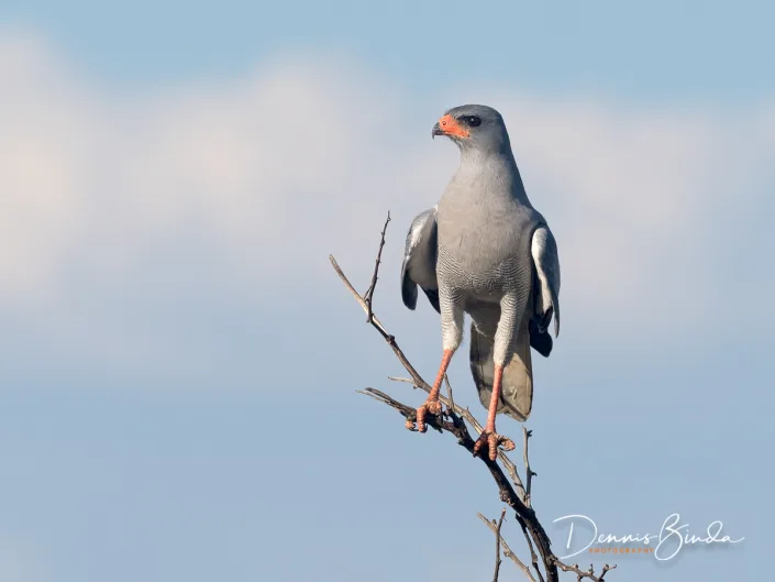 Pale Chanting Goshawk - Melierax canorus - Bleke Zanghavik