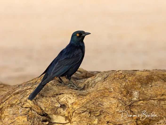 Pale-winged Starling - Onychognathus nabouroup - Vaalvleugelspreeuw