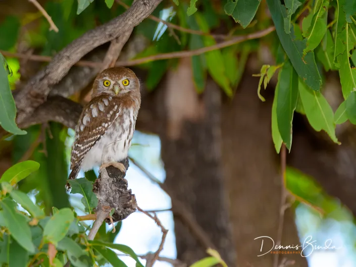 Pearl-spotted owlet - Glaucidium perlatum - Geparelde Dwerguil