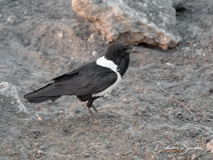 Pied Crow - Corvus albus - Schildraaf