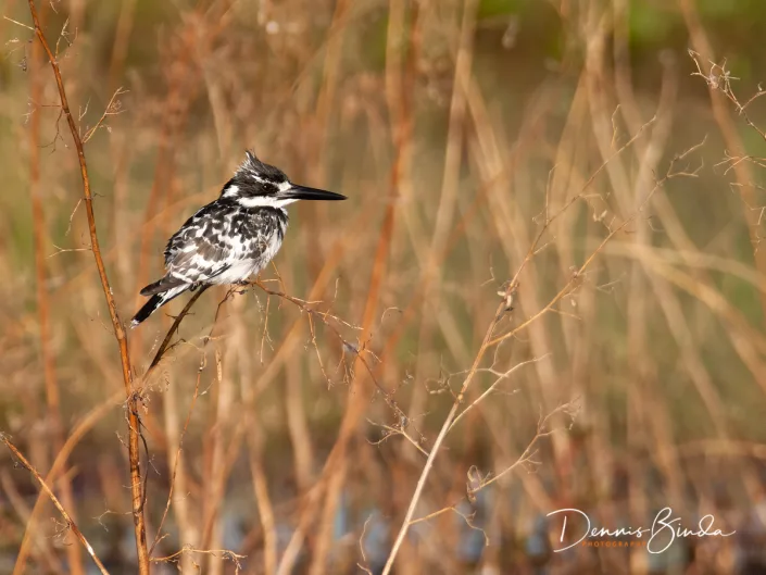 Pied Kingfisher - Ceryle rudis - Bonte IJsvogel