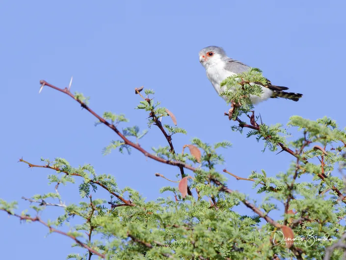 Pygmy Falcon - Polihierax semitorquatus - Afrikaanse Dwergvalk