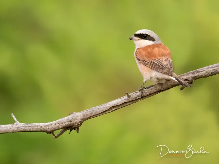 Red-backed Shrike , Grauwe Klauwier op een dode tak