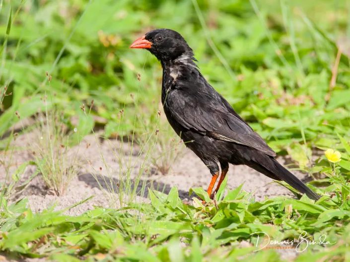 Red-billed Buffalo-Weaver - Bubalornis niger - Roodsnavelbuffelwever
