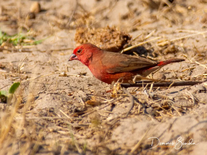 Red-billed Firefinch - Lagonosticta senegala - Vuurvinkje