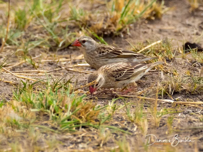 Red-billed Quelea (non-breeding) - Quelea quelea - Roodbekwever