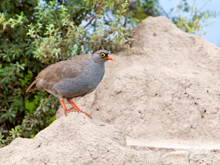 Red-billed Spurfowl - Pternistis adspersus – Roodsnavelfrankolijn