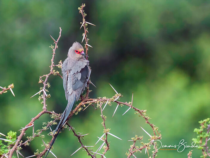 Red-faced Mousebird - Urocolius indicus - Roodwangmuisvogel