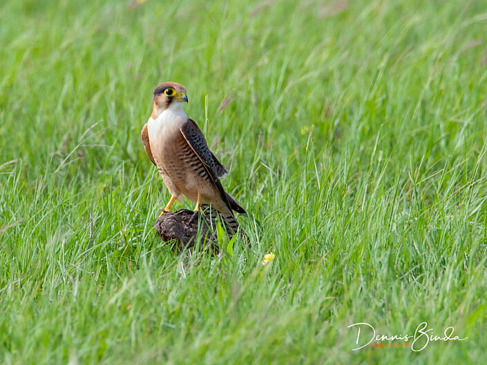 Red-necked Falcon - Falco chicquera - Roodkopsmelleken