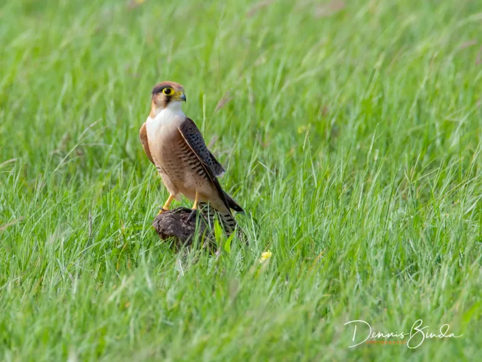 Red-necked Falcon - Falco chicquera - Roodkopsmelleken