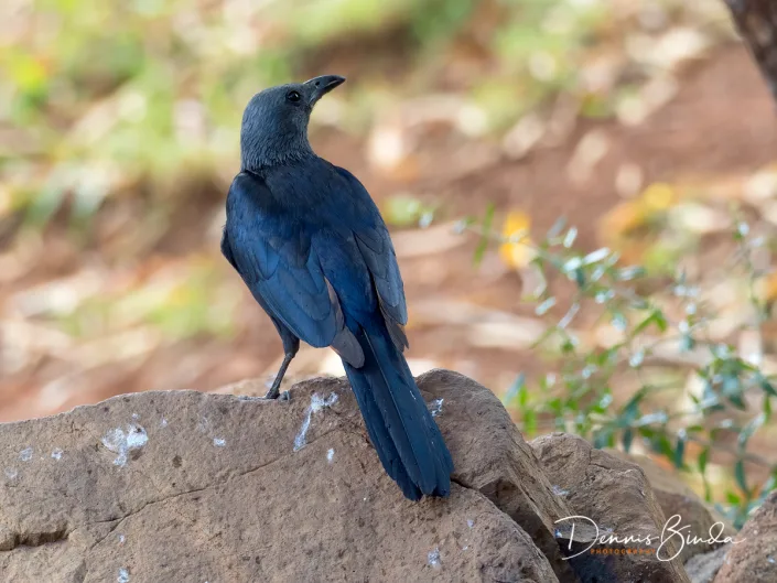 Red-wingend Starling - Onychognathus morio - Roodvleugelspreeuw