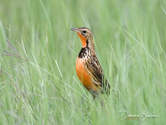 Rosy-throated Longclaw - Macronyx ameliae - Roodkeellangklauw