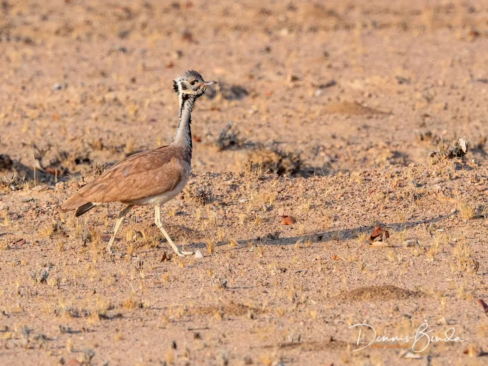 Rueppell's Bustard - Heterotetrax rueppelii - Ruppells Trap