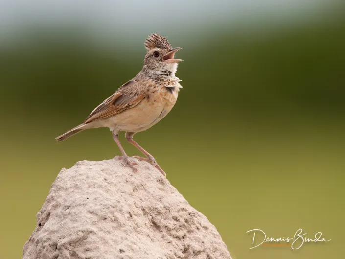 Rufous-naped Lark - Mirafra africana - Roodnekleeuwerik