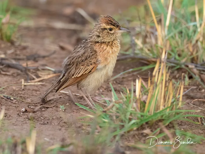 Sabota Lark - Mirafra sabota - Sabotaleeuwerik